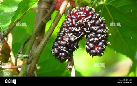 indian mulberry buy